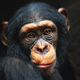 Illustration for article titled We Got Genital Herpes From Making Sweet Love to Chimps
